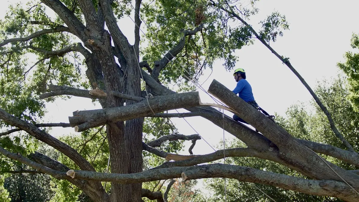 Professional Crown Thinning performed by certified arborists in Petoskey