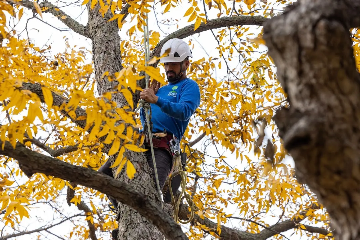 Skilled Tree Planting crew working in Petoskey
